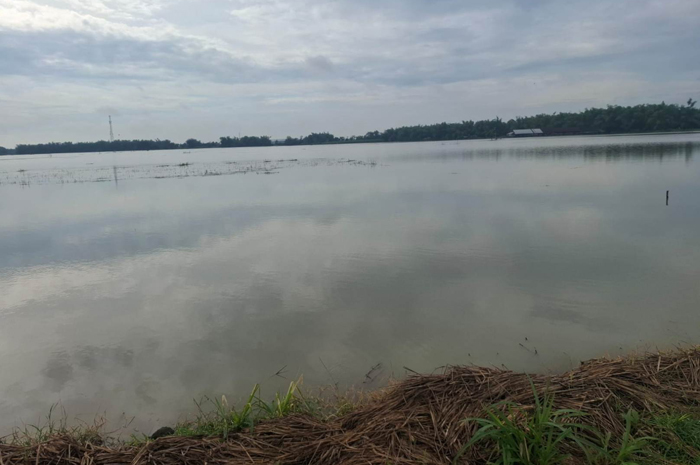 TERENDAM BANJIR: Sawah petani di Desa Gedongombo, Kecamatan Ploso Jombang, terdampak banjir.