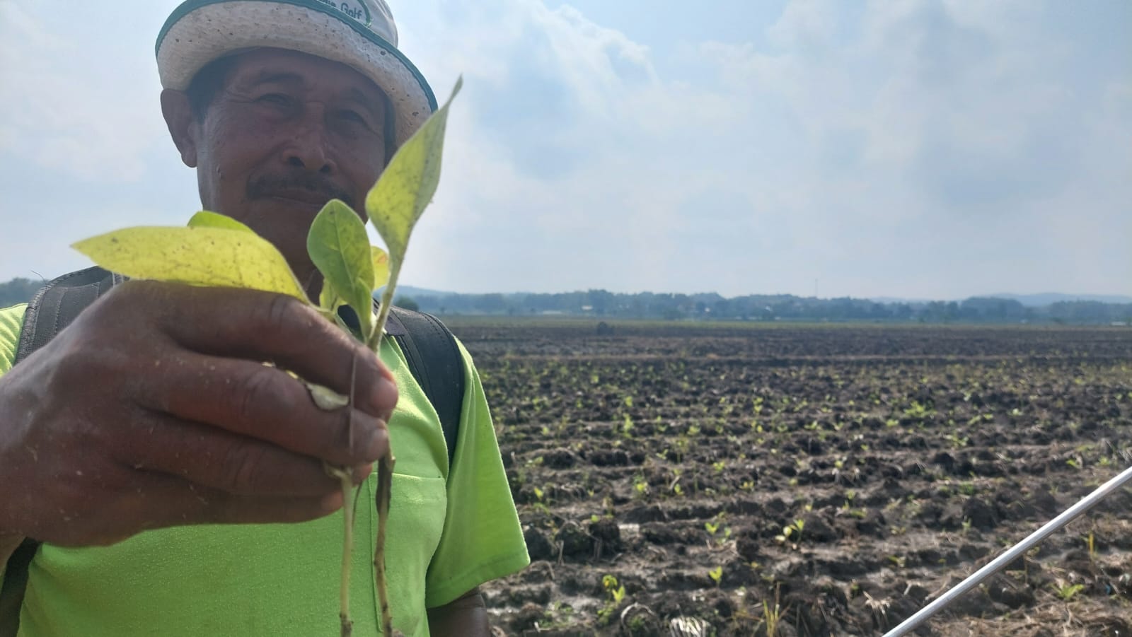TAK BISA DISELAMTKAN LAGI: Petani di Desa Sumbergondang, Kecamatan Kabuh, Jombang menunjukkan tembakau yang mati usai terendam banjir.