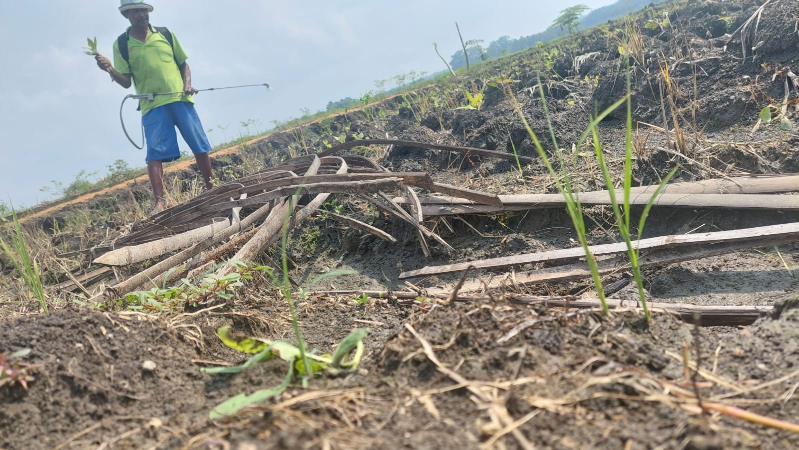 MATI: Kondisi tembakau di Desa Sumbergondang, Kecamatan Kabuh, Jombang mati akibat terendam banjir.