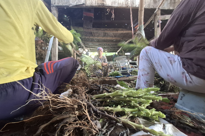 DIPANEN DINI: tanaman tembakau di Desa Sidokaton, Kecamatan Kudu, Jombang yang masih berumur sekitar 1,5 bulan rusak tergenang banjir pada Senin (9/6).