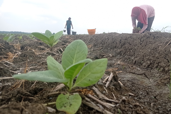 TANAM LAGI: Petani di Desa Jatibanjar, Kecamatan Ploso, Jombang menanam tembakau.