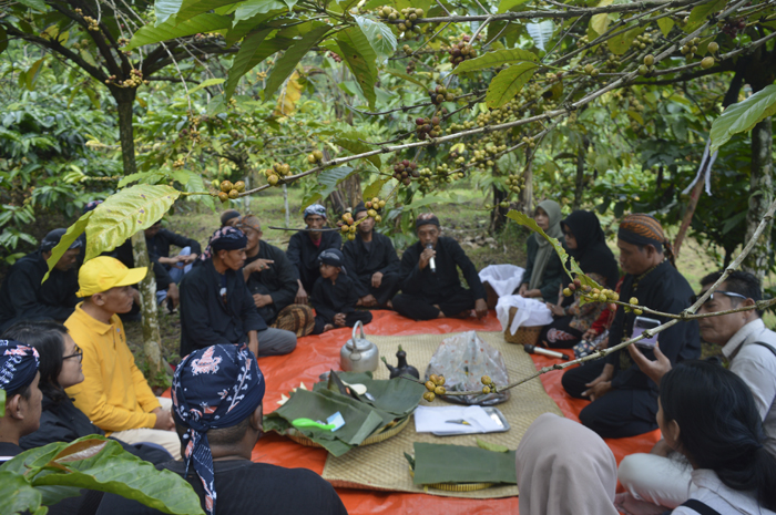 PANEN KOPI: Ketua Kampung Adat Segunung, Jombang, Supi