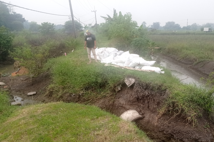JEBOL: Kondisi tanggul Afvoer Budugkesambi di Dusun Kandangan, Desa Carangrejo, Kecamatan Kesamben, Jombang yang jebol ditangani darurat.