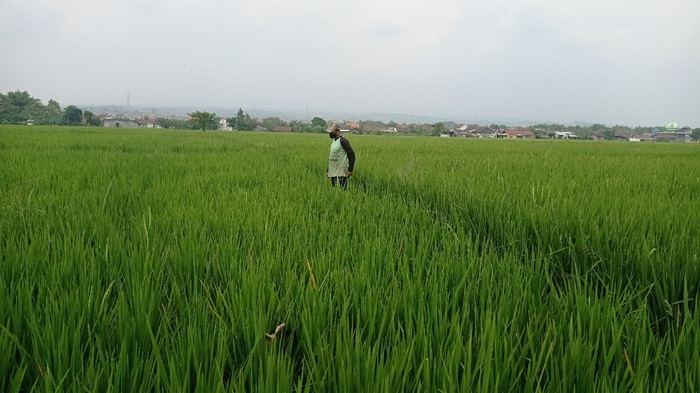 MULAI BERISI: Petani di Desa Grobogan, Kecamatan Mojowarno, Jombang mengecek tanaman padi (5/7).