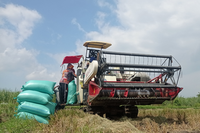DIPANEN: Petani di Desa Pundong, Kecamatan Diwek, Jombang menggunakan mesin combine untuk memanen padi.