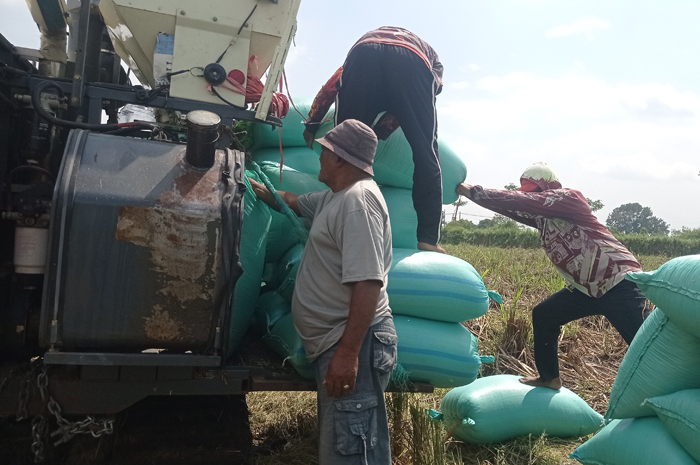 PANEN RAYA: Petani di Desa Pundong, Kecamatan Diwek, Jombang memanen padi menggunakan combine ditengah harga gabah cenderung bagus.