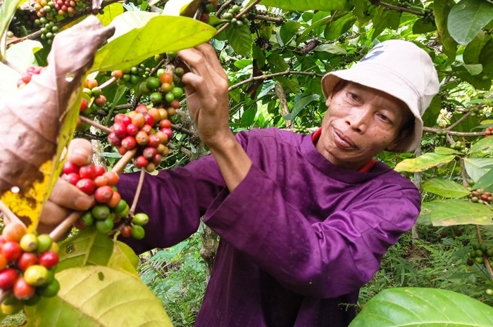 PANEN RAYA: Asmat, 60 warga Dusun Mendiro, Desa Panglungan, Kecamatan Wonosalam, Jombang, saat panen kopi, Minggu (6/7).