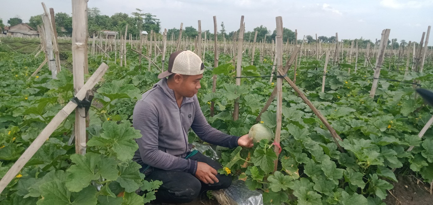Cuaca tak menentu menjadi pukulan telak bagi petani buah melon di Dusun Pucanganom, Desa Pucangsimo, Kecamatan Bandarkedungmulyo, Jombang.