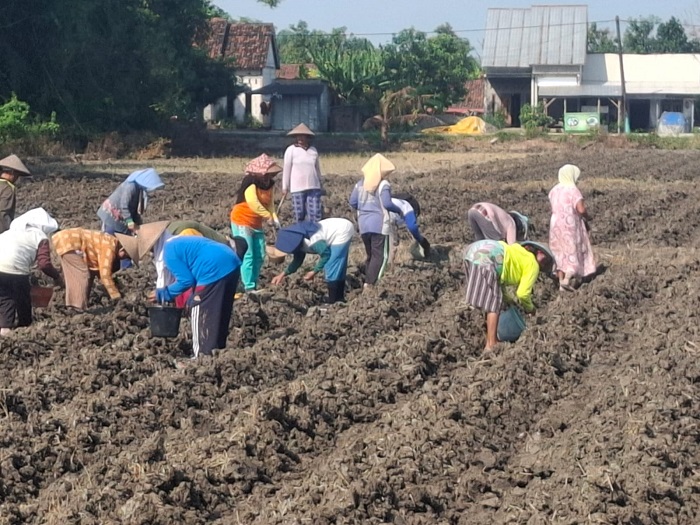 Petani di wilayah utara Sungai Brantas kembali menanam tembakau lantaran yakin curah hujan sudah menurun.