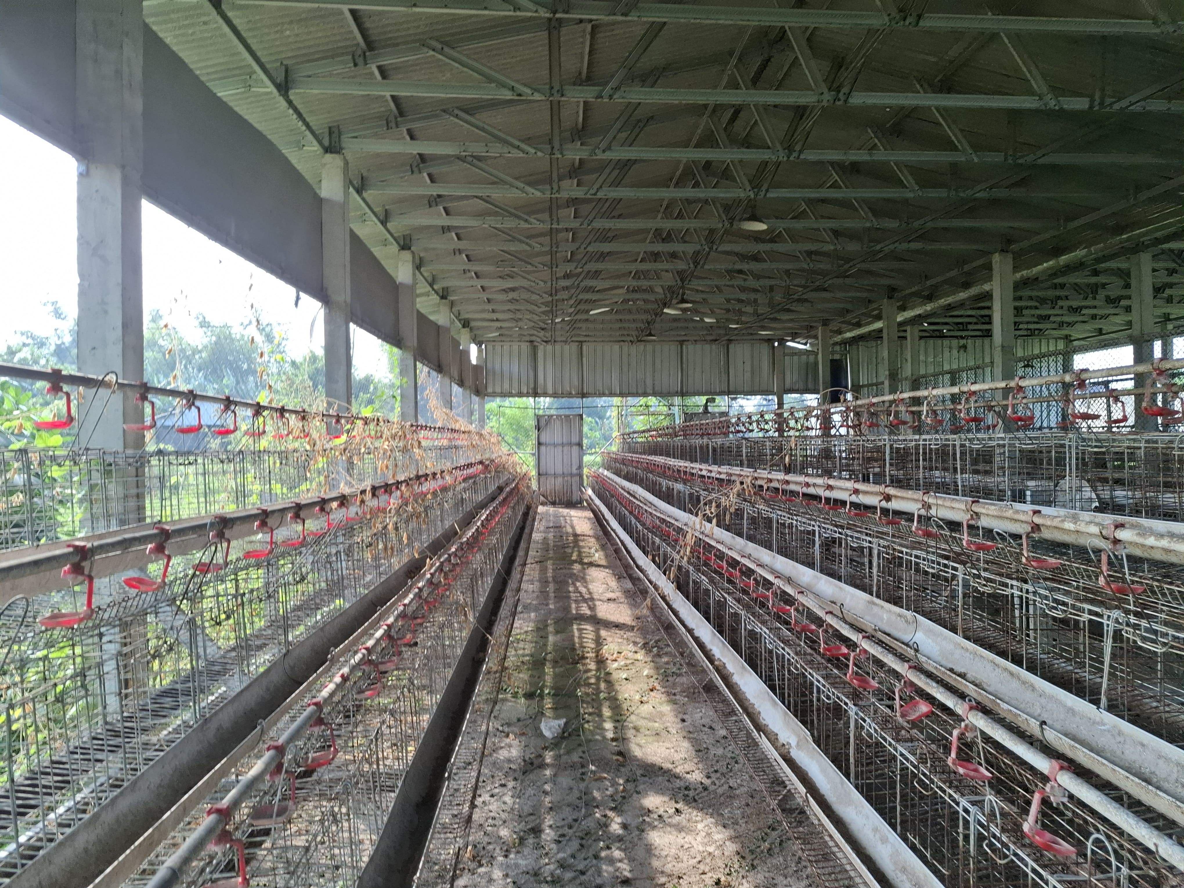 MANGKRAK: Kondisi kandang ayam BUMDesma di Desa Denanyar, Kecamatan Jombang.