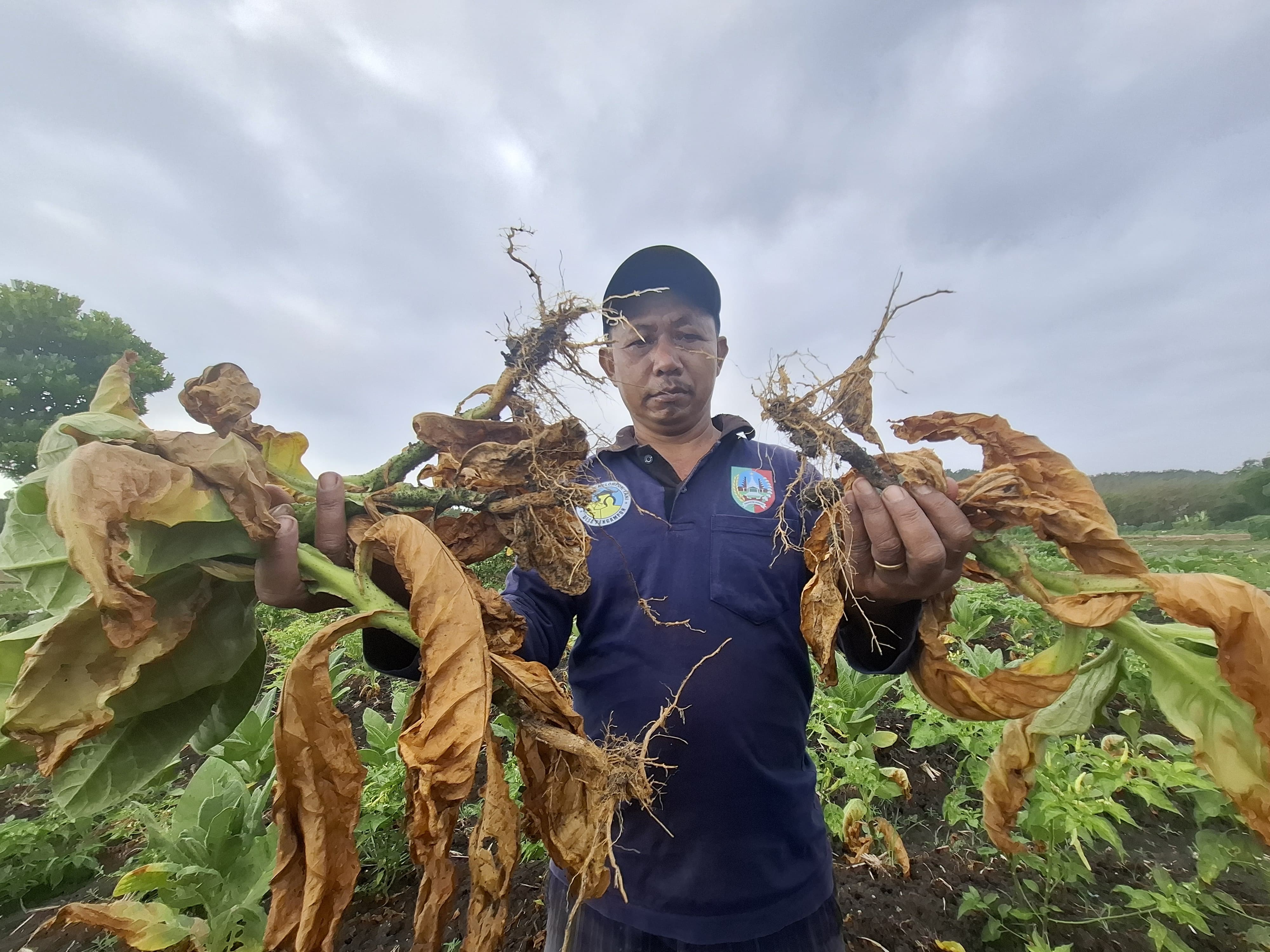 Cuaca ekstrem menjadikan banyak tanaman tembakau di Desa  Pengampon, Kabuh, Jombang rusak hingga gagal panen.