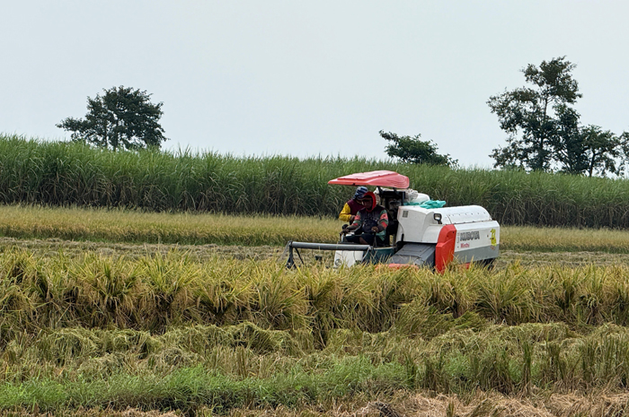 Panen padi di Jombang.