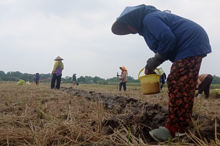 MULAI TANAM: Buruh tani menanam jagung di Desa Betek, Kecamatan Mojoagung, Jombang.