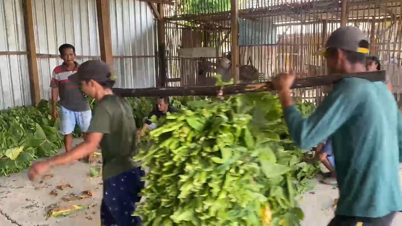 Petani tembakau di Bendungan, Kudu sedang memanen tembakau dari sawah