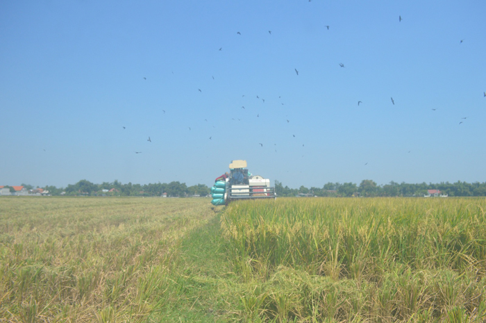 DIPANEN: Padi milik petani dipanen menggunakan mesin combine di Desa Jantiganggong, Kecamatan Perak, Jombang.