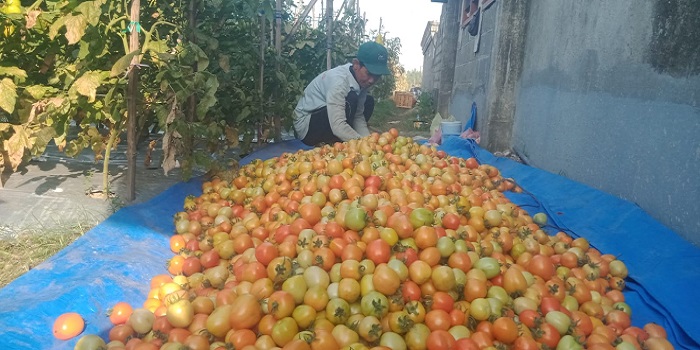 DIPANEN: Petani di Desa Glagahan, Kecamatan Perak, Jombang memanen tomat ditengah harganya yang anjlok, (15/8).