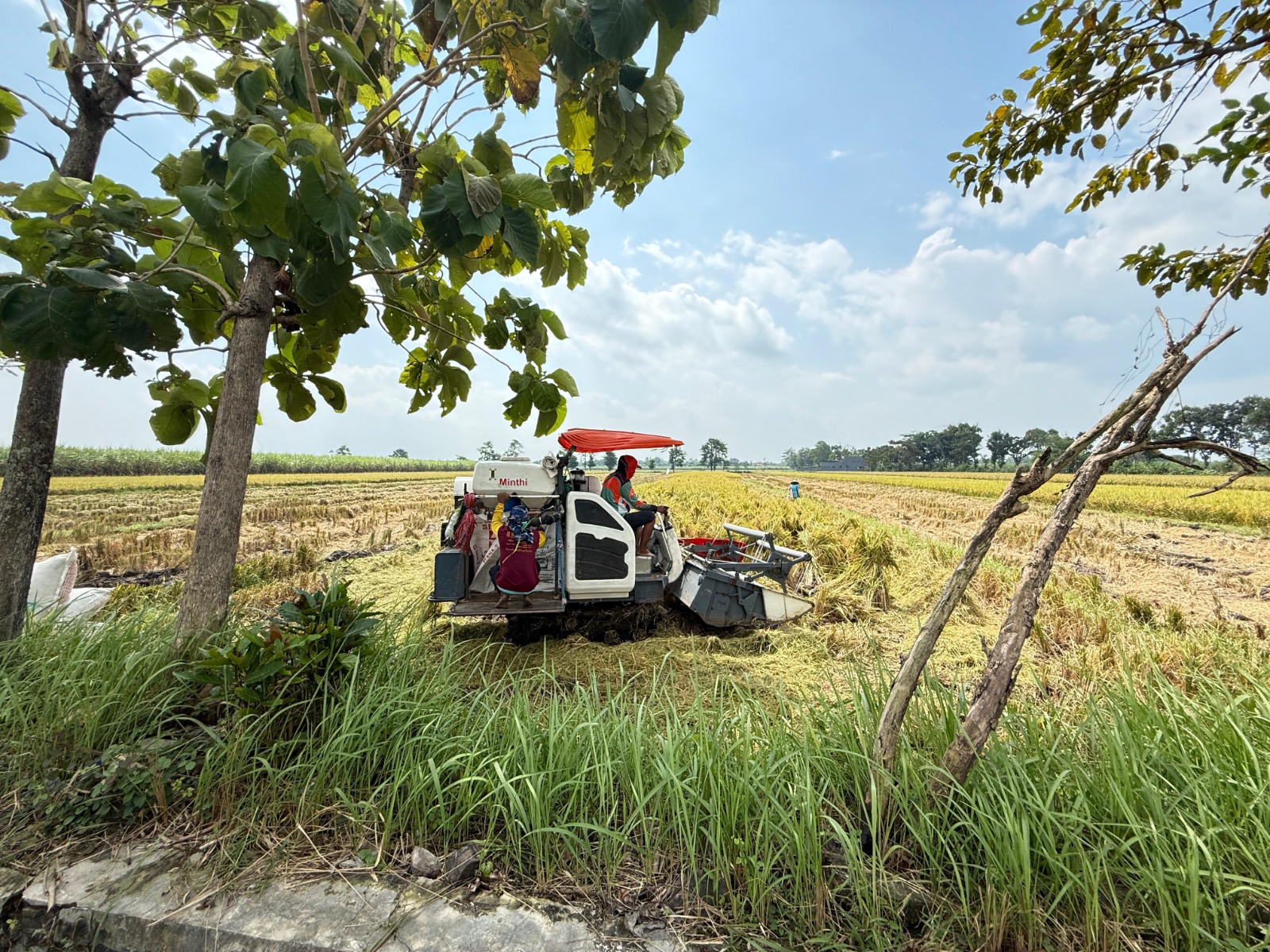 Ilustrasi petani sedang memanen padi di sawah