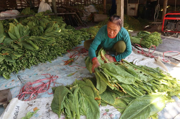 Petani di Desa Banjardowo, Kecamatan Kabuh, Jombang mengaku terpukul dengan anjloknya harga jual tembakau.