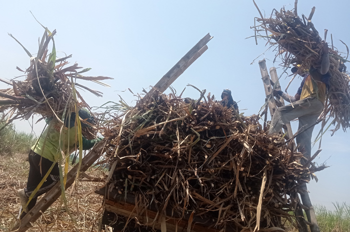 DIPANEN: Buruh tani memanen tebu di Desa Pundong, Kecamatan Diwek, Jombang sebelum dikirim ke PG Tjoekir.