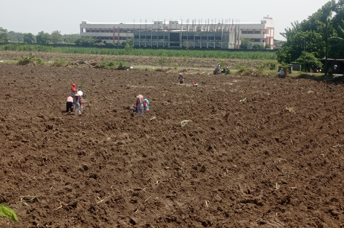 HADAPI TANTANGAN: Petani di Jmobang bersiap menghadapi tanam tebu.