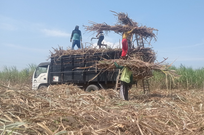 Petani di Jombang memanen tebu di lahan mereka