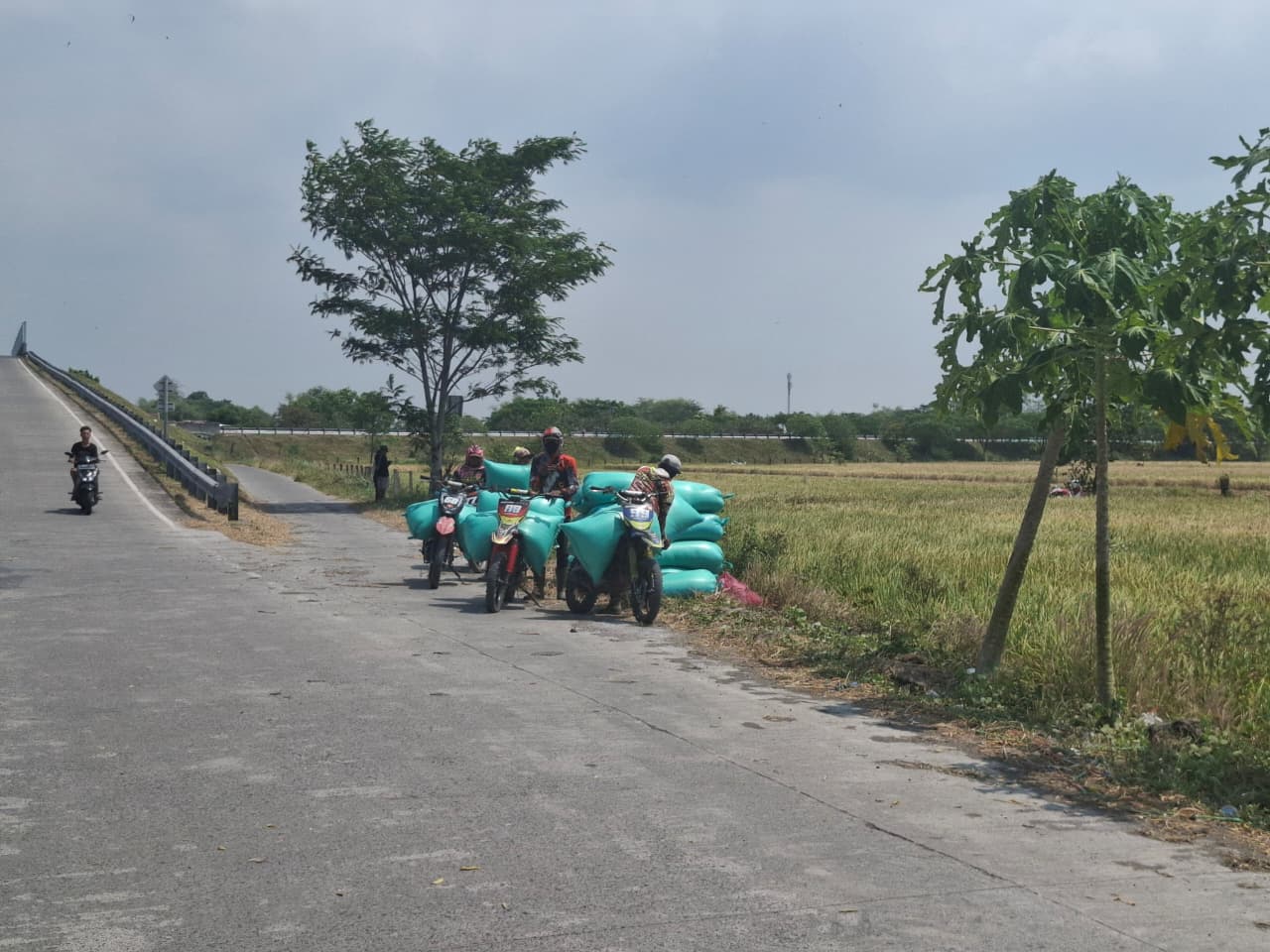 DIANGKUT: Ojek gabah mengangkut gabah hasil panen padi di Desa Kedungmlati, Kecamatan Kesamben, Jombang.