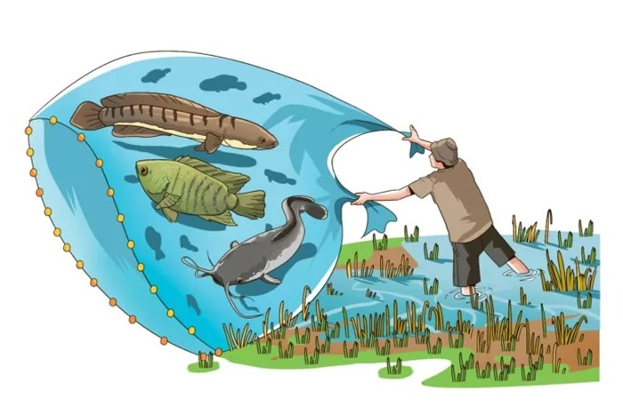 Ilustrasi budi daya ikan.