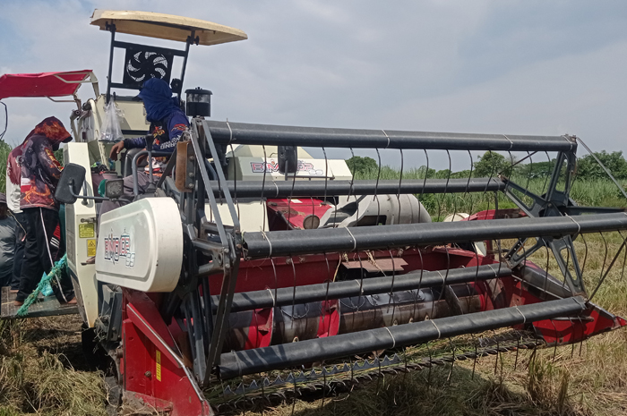ILUSTRASI: Petani di Jombang memanen padi menggunakan mesin combine harvester.