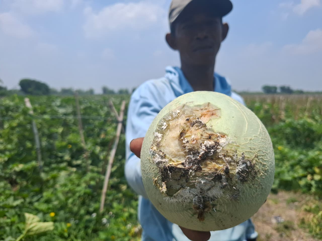 TERANCAM GAGAL PANEN: Petani melon di Desa/Kecamatan Bandarkedungmulyo, Jombang menunjukkan buah melon yang membusuk.