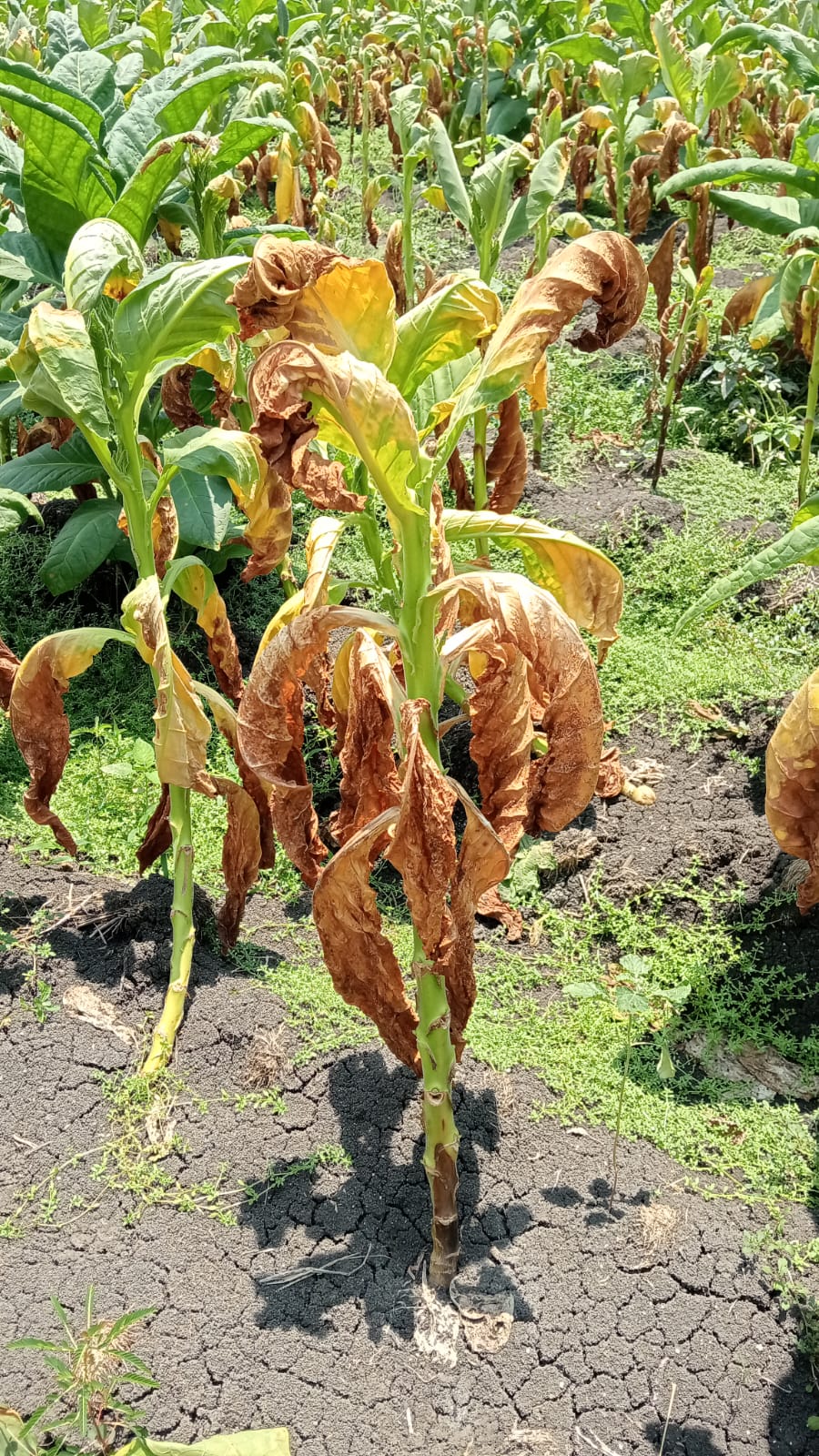 Kondisi tembakau petani di Kabupaten Jombang yang rusak membuat mereka rugi, harganya juga jeblok