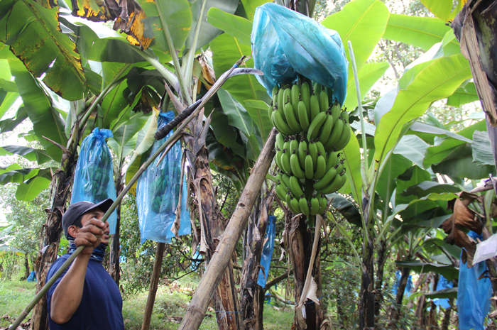 TEKUN: Petani merawat tanaman pisang cavendish di Dusun Segunung, Desa Carangwulung, Kecamatan Wonosalam Jombang, Jombang.