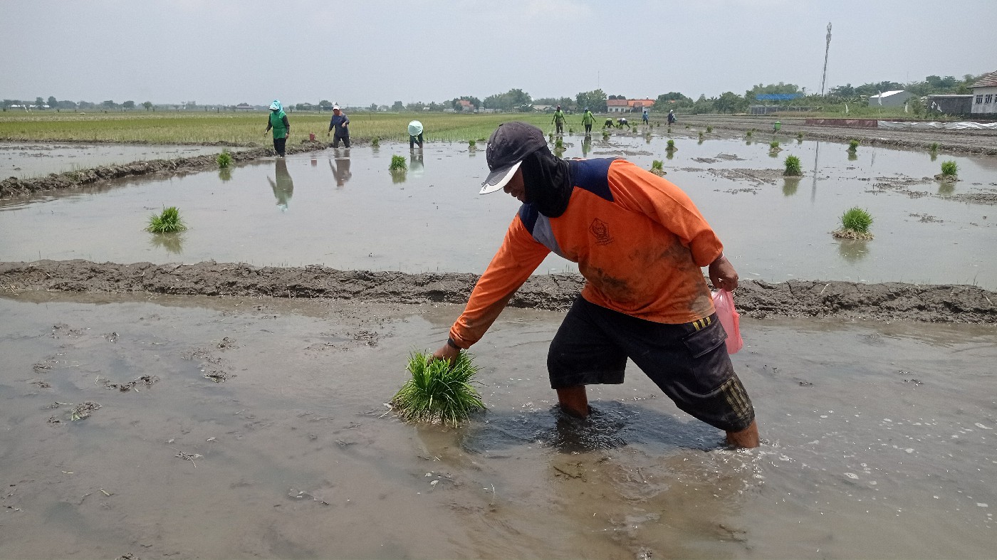 TANAM PADI LAGI: Petani di Desa Ngrandulor, Kecamatan Peterongan, Jombang dalam setahun tiga kali menanam padi.