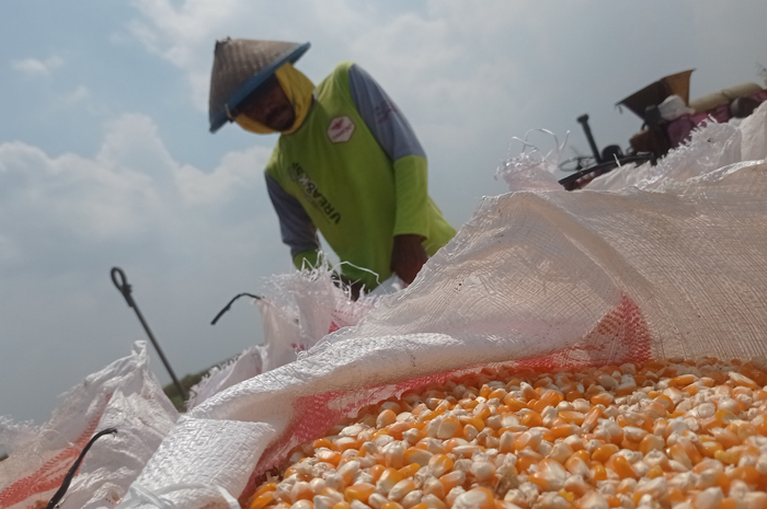 DIPANEN: Petani di Dusun/Desa Watudakon, Kecamatan Kesamben, Jombang menjual langsung jagung baru saja dipanen ke tengkulak.