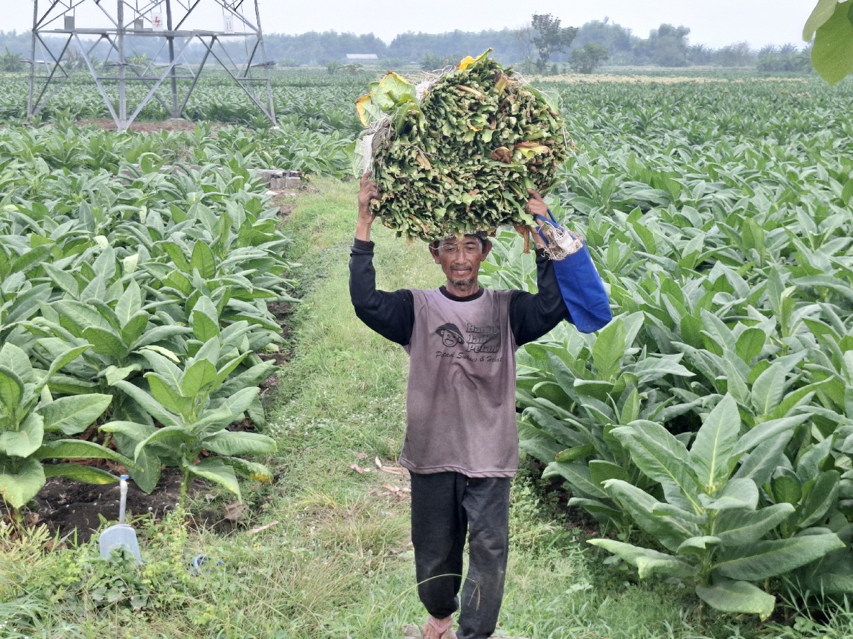 Petani tembakau di Kecamatan Kabuh, Jombang memanen tembakau. (Achmad RW/Radar Jombang)