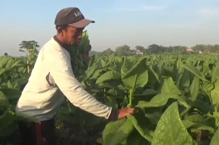 Petani tembakau utara brantas Jombang.