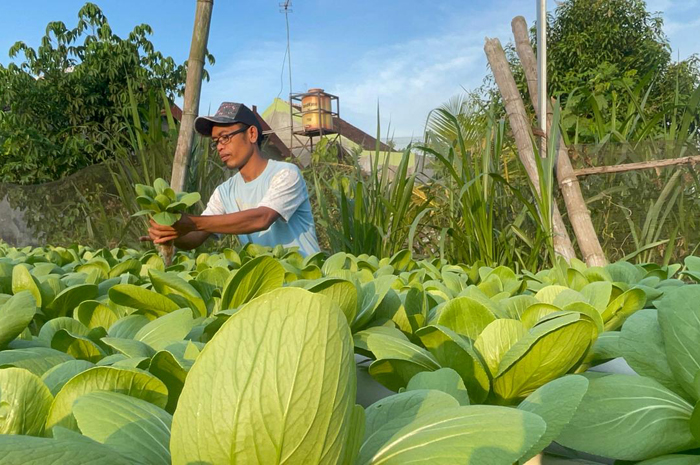 Rokhim Azzam, 38, warga Desa Plosogeneng, Kecamatan Jombang kreatif memanfaatkan halaman rumahnya budi daya pakcoi.