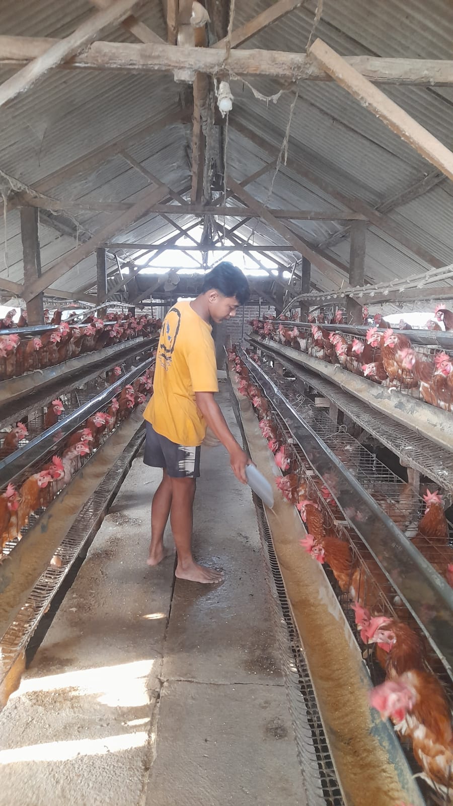 Peternak di Bareng Jombang mengeluhkan cuaca panas yang berdampak pada produksi telur ayam mereka