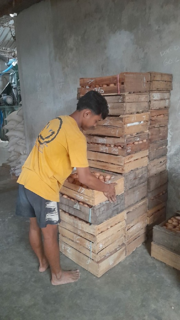 TELATEN: Peternak ayam petelur di Desa Mojotengah Kecamatan Bareng, Jombang.