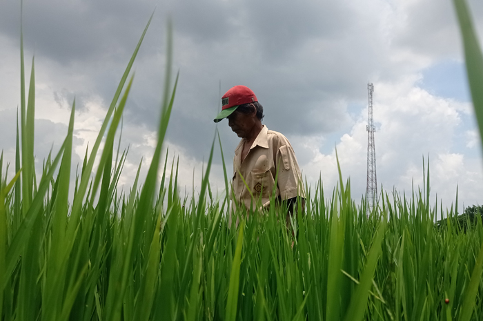 TANAM PADI LAGI: Petani di Desa Pojokrejo, Kecamatan Kesamben, Jombang.