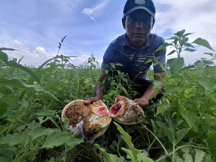 MERUGI: Petani di Jombang menunjukkan buah yang siap panen rusak akibat diguyur hujan.