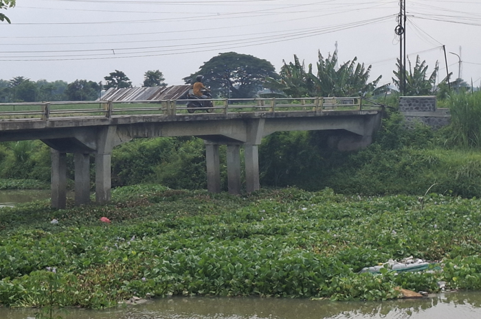 eceng gondok dan kangkung menumpuk di kolong Jembatan Sebani, Kecamatan Sumobito, Jombang.