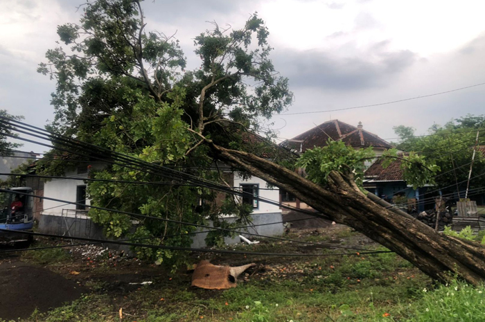 TUMBANG: Pohon besar di Kelurahan Jombatan, Kecamatan Jombang ambruk mengenaik kabel listrik.