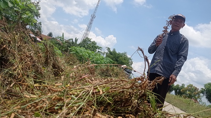 TAMBAHAN BAHAN BAKU TAHU: Petani menunjukkan kedelai yang baru saja dipanen di pematang sawah Desa Pojokrejo, Kecamatan Kesamben, Jombang.