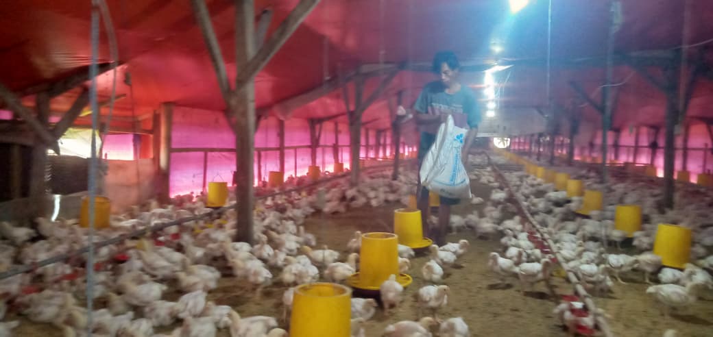 RAWAN: Kondisi peternakan ayam broiler di Kecamatan Mojowarno, Jombang.