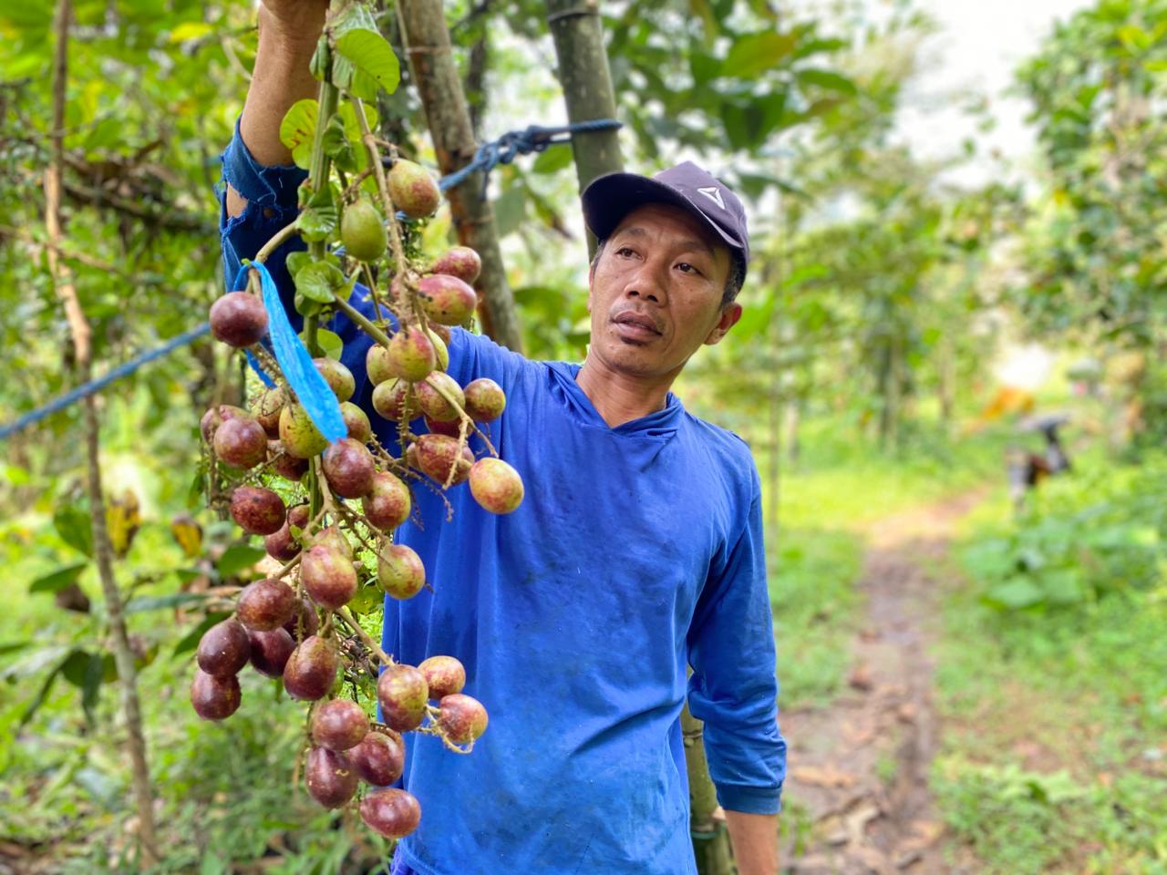 Heri Susanto, petani asal Dusun Pucangrejo, Desa Wonosalam menunjukkan buah matoa di kebunnya.