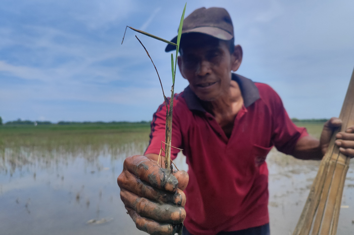 TANAM ULANG: Petani di Desa Jatirowo, Kecamatan Ploso, Jombang menunjukkan tanaman padi yang mati usai terendam banjir akibat luapan Kali Marmoyo.