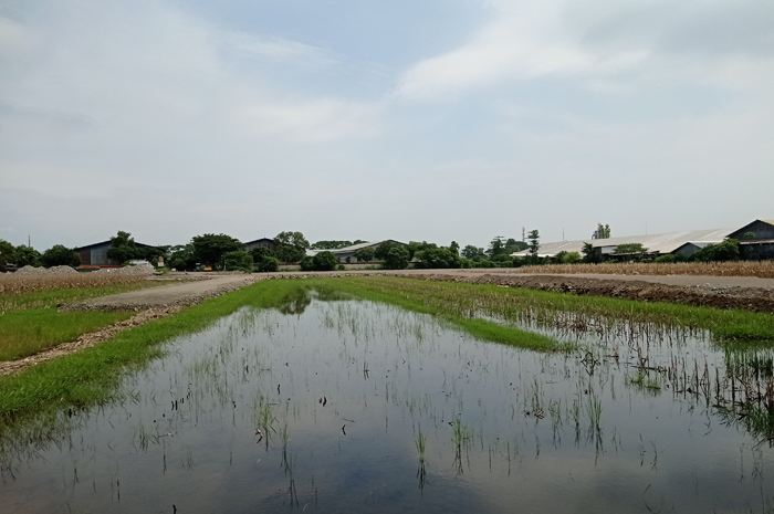 Lahan di sekitaran eks Terminal Barang Desa Tunggorono, Jombang dibebaskan untuk perluasan pembangunan Sekolah Rakyat.