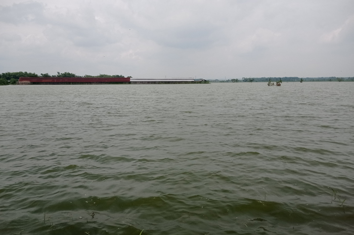 TERANCAM GAGAL PANEN: Sawah yang sudah ditanami padi di Desa Gedongombo, Kecamatan Ploso, Jombang terendam banjir akibat luapan Kali Marmoyo, (11/1).