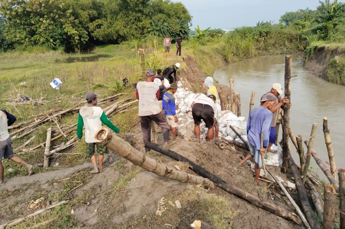 RENTAN JEBOL: Warga bersama BPBD Jombang melakukan penanganan tanggul Kali Kabuh di Desa Pandanblole, Kecamatan Ploso, Jombang, (11/1).