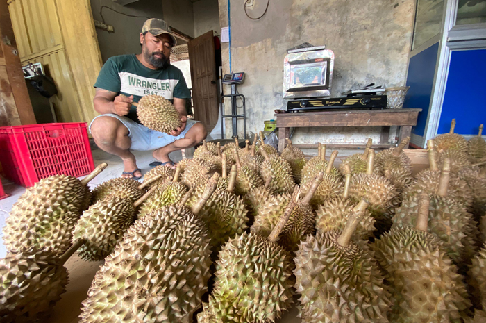 MELIMPAH: Heri Susanto, salah satu petani durian usai memanen di kebunnya di Dusun Tukum, Desa Wonosalam, Jombang, Rabu (14/1).